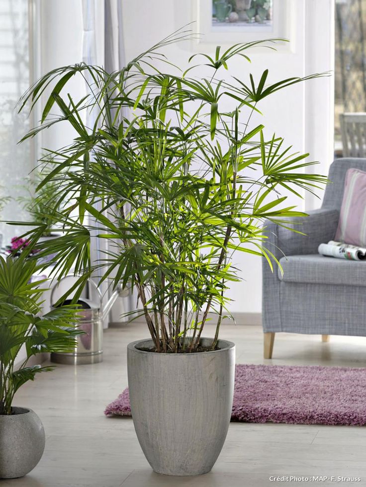 How to Improve Your Indoor Air Quality Naturally